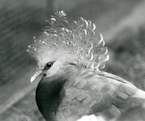 Eine Victoria-Krontaube im Londoner Zoo, September 1927
