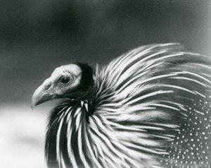 Ein Geierperlhuhn im Londoner Zoo, 1927