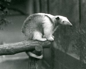 Ein junger Halsband-Tamandua sitzt am Ende eines Astes und hält sich mit seinem Greifschwanz fest, Londoner Zoo, 24. April 1925