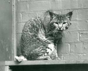 Ein Rotluchs, der von einem Vorsprung in seinem Gehege hinunterschaut, Londoner Zoo, März 1925 von Frederick William Bond