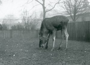 Ein Elch steht in seinem Gehege und beugt sich zum Gras hinunter, Londoner Zoo, Januar 1926 (s/w Foto) von Frederick William Bond