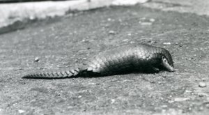 Ein weiblicher chinesischer Pangolin im Londoner Zoo im August 1925