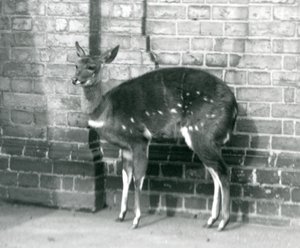 Ein weiblicher Imbabala-Kap-Buschbock steht an einer Wand im Londoner Zoo, 6. Oktober 1927 von Frederick William Bond