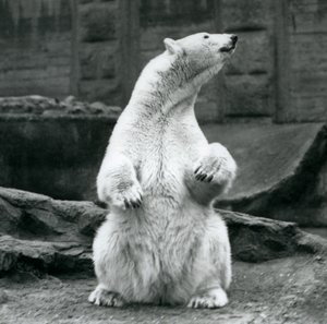 Ein weiblicher Eisbär sitzt auf ihren Hinterbeinen auf den Mappin Terrassen im London Zoo, September 1928 von Frederick William Bond