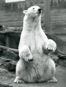 Ein weiblicher Eisbär sitzt auf ihren Hinterbeinen auf den Mappin Terrassen im London Zoo, September 1928