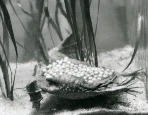 Eine weibliche Surinamkröte mit ihren Eiern, die in die Haut ihres Rückens eingebettet sind, Londoner Zoo von Frederick William Bond
