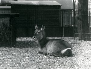 Ein weiblicher Wasserbock, Kobus ellipsiprymnus, sitzt in ihrem Gehege im Londoner Zoo, Juni 1924 von Frederick William Bond