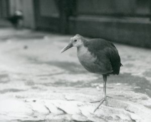 Ein Graunacken-Waldschnepfe (Aramides cajaneus) steht auf einem Bein im Londoner Zoo, September 1927