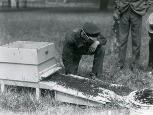 Eine Gruppe von Wärtern, darunter Brown, bewegt einen Schwarm Honigbienen, Londoner Zoo, Juli 1926 von Frederick William Bond