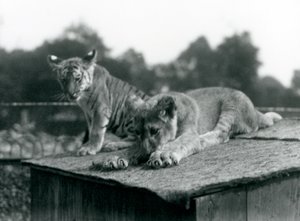Ein Löwen- und ein Tigerjunges sitzen zusammen auf dem Dach ihres Geheges, Londoner Zoo, September 1925
