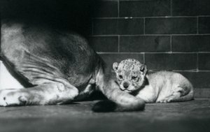 Ein Löwenjunges liegt hinter dem Schwanz seiner Mutter, Londoner Zoo, Oktober 1925 von Frederick William Bond