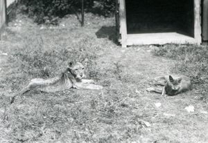 Ein Löwenjunges, das auf einem Rasen liegt, nahe einer offenen Holzkiste, mit einer Hauskatze, Londoner Zoo, Juli 1925 von Frederick William Bond