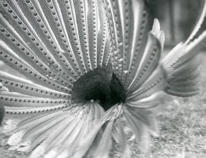 Ein männlicher Argusfasan, Balzdisplay, London Zoo, Januar 1926 von Frederick William Bond