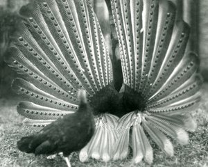Ein männlicher Argusfasan, Balzdisplay, mit einem Weibchen neben ihm, London Zoo, Januar 1926 von Frederick William Bond