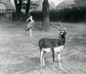 Ein männlicher Schwarzbock oder Indische Antilope im Londoner Zoo, Oktober 1926 von Frederick William Bond