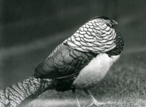 Ein männlicher Amherstfasan steht auf dem Gras, London Zoo von Frederick William Bond