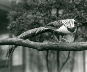 Ein männlicher Lady-Amherst-Fasan, gehend entlang eines horizontalen Astes, im Londoner Zoo im Jahr 1926 von Frederick William Bond
