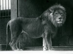Ein männlicher Löwe im Londoner Zoo, Juni 1924 von Frederick William Bond