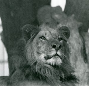 Ein männlicher Löwe im Londoner Zoo im Jahr 1929 von Frederick William Bond