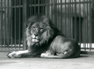 Ein männlicher Löwe liegt an den Gittern seines Geheges, Londoner Zoo, September 1927 von Frederick William Bond