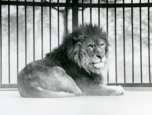 Ein männlicher Löwe ruht in seinem Gehege im Londoner Zoo im März 1925 von Frederick William Bond