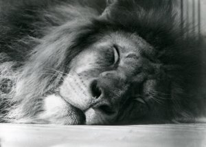 Ein männlicher Löwe schläft in seinem Gehege im Londoner Zoo 1924 von Frederick William Bond
