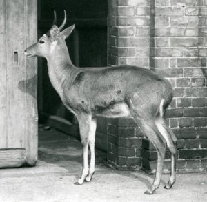 Ein männlicher Südlicher Schilfbock steht an der Tür des Antilopenhauses, Londoner Zoo, 6. Oktober 1927 von Frederick William Bond