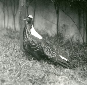 Ein männlicher Swinhoe-Fasan im Londoner Zoo, September 1923 von Frederick William Bond