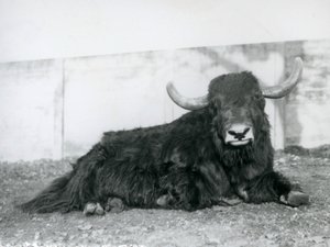 Ein männlicher Yak, der in seinem Gehege im Londoner Zoo 1928 liegt von Frederick William Bond