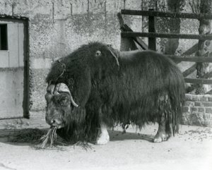 Ein ausgewachsener Moschusochse, auch Moschus-Ochse und Moschus-Ochse geschrieben, steht und frisst in seinem Gehege im Londoner Zoo im Jahr 1931 (s/w Foto) von Frederick William Bond
