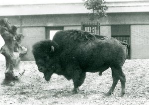 Ein gefährdeter Amerikanischer Bisonbulle, stehend in seinem Gehege, Londoner Zoo, 1927 von Frederick William Bond