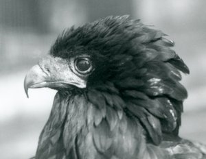 Ein fast bedrohter Gaukleradler im Londoner Zoo, 1927 von Frederick William Bond