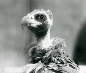 Ein fast bedrohter Eurasischer Mönchsgeier im Londoner Zoo, Juli 1926 von Frederick William Bond