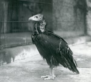 Ein fast bedrohter Eurasischer Mönchsgeier im Londoner Zoo, 1927 von Frederick William Bond