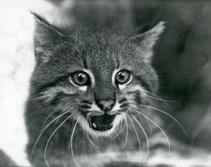 Eine fast bedrohte Pampaskatze/Pantanal-Katze/Colocolo im Londoner Zoo 1929