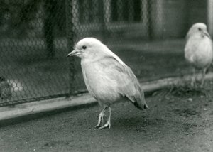 Ein Paar Kagus, oder Cagous, steht auf dem Boden ihres Geheges im Londoner Zoo, 1927 von Frederick William Bond