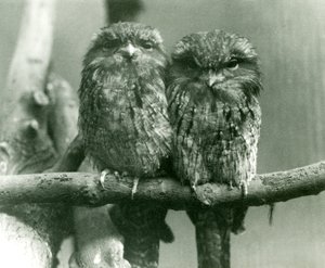 Ein Paar Eulenschwalme sitzt auf einem Ast im Londoner Zoo, 1924 von Frederick William Bond