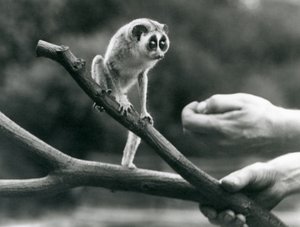 Ein Schlanklori auf einem Ast, gehalten von einem Pfleger, Londoner Zoo, August 1926 von Frederick William Bond