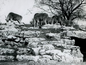 Eine kleine Herde von Gemeinen Elenantilopen, die zwischen den Felsen im Elenantilopen-Gehege im Londoner Zoo im Juni 1925 grasen von Frederick William Bond