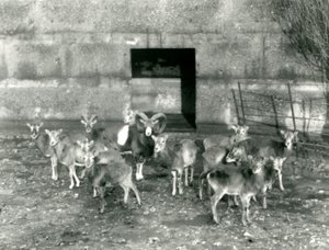 Eine kleine Herde Mufflons im Londoner Zoo im November 1926 von Frederick William Bond