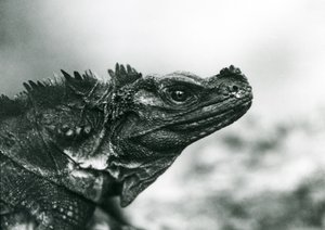 Ein gefährdeter Segelflossenleguan im Londoner Zoo 1928