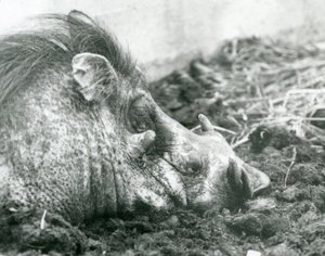 Ein Warzenschwein im Schlamm im Londoner Zoo, 1927 von Frederick William Bond