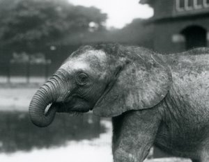 Ein junger afrikanischer Elefant mit dem Ende seines Rüssels im Mund, Londoner Zoo, August 1925 von Frederick William Bond