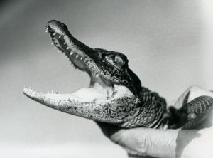 Ein junger Alligator, der um den Hals seines Pflegers gehalten wird, London Zoo, August 1928 (s/w Foto)