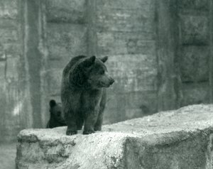 Ein junger Braunbär im Londoner Zoo, Juni 1914 von Frederick William Bond