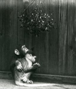 Ein junger Schimpanse legt seinen Arm um einen Mangabe unter Mistelzweigen, London Zoo, Dezember 1924