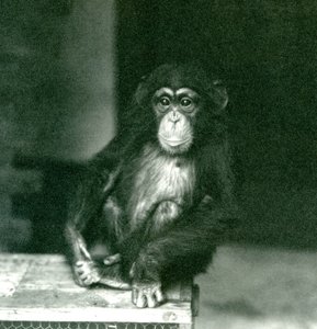 Ein junger Schimpanse sitzt auf einer Holzkiste im Londoner Zoo, 1924
