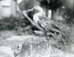 Ein junger Basstölpel auf einem Baumstumpf im Londoner Zoo, 1929 (s/w Foto)
