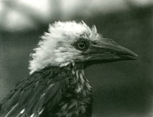 Ein junger Hornvogel im Londoner Zoo, 1924