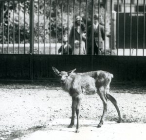 Ein junger Wapiti/Elch steht in seinem Gehege, Besucher schauen durch Gitterstäbe zu, Londoner Zoo, August 1927 (s/w Foto)